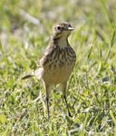 American Pipit 0732